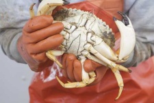 image of rock_crab