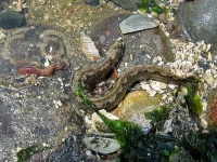 image of flatworm