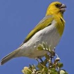 image of bird