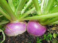 image of turnip #25