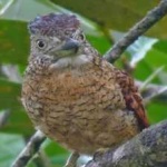 image of bird