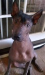 image of mexican_hairless #12