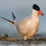image of bird