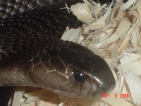 image of indian_cobra #6