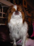 image of animal