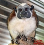image of titi