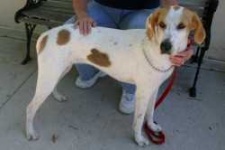 image of walker_hound
