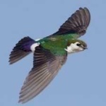 image of bird