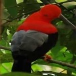 image of bird