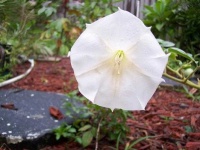 image of flower