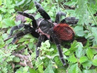 image of tarantula