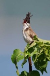 image of bulbul