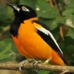 image of bird