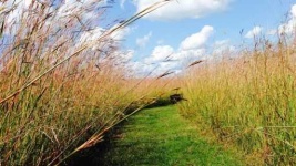 image of prairie