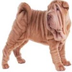 image of shar_pei #8