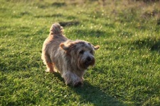 image of norfolk_terrier