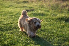 image of norfolk_terrier #28