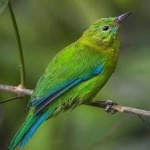 image of bird