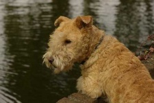 image of lakeland_terrier
