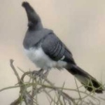 image of bird