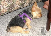 image of norwich_terrier