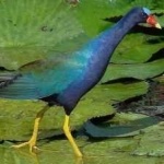 image of bird