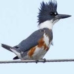image of bird