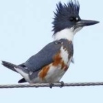 image of belted_kingfisher #1