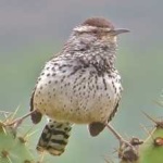 image of bird