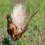 image of ring_necked_pheasant #12