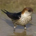 image of bird