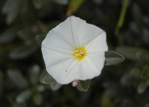 image of flower