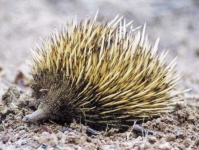 image of echidna