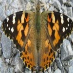 image of painted_butterfly #7