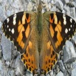 image of animal