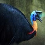 image of bird