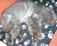 image of persian_cat #2