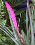 image of flower