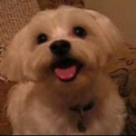 image of animal