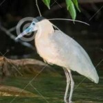 image of bird