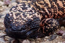 image of gila_monster