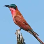 image of bird