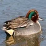 image of teal_duck #9