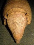 image of armadillo #3