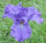 image of flower