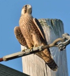 image of falcon