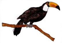 image of toucan