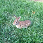 image of animal