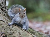 image of animal