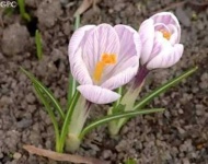 image of flower